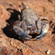 Australian Rainforest Scorpion. (Image: Mark Marathon/Wikimedia Commons)